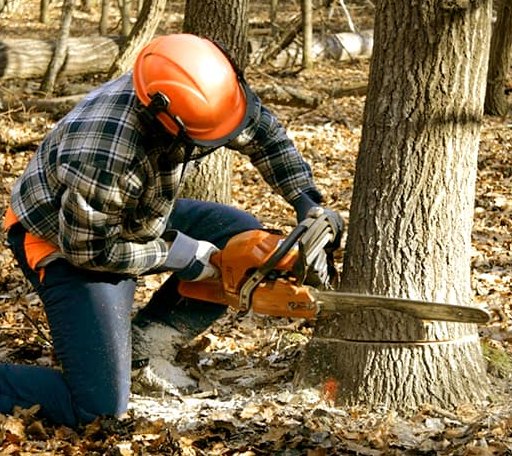 Tree Removal in Ama, LA